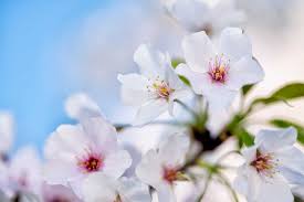 Japanese Cherry Blossom - ROOM SPRAY